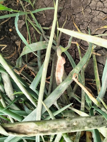 اي الحل في البصل